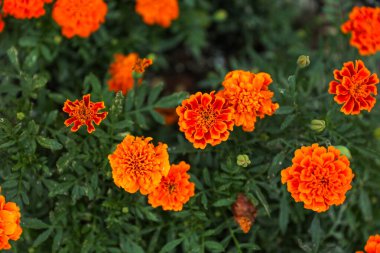yeşil arka planda turuncu kadife çiçeği, tagetes çiçeği, tagetes, kadife çiçeği, portakal kadife çiçeği, eski Meksika kadife çiçeği