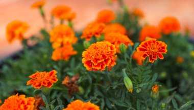 Bahçedeki kadife çiçekleri