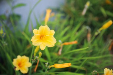 Bahçedeki sarı çiçekler