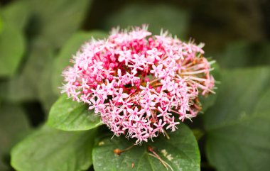 Kasımpatının pembe çiçeği