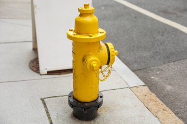 sarı karınca musluğu