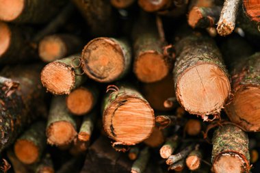 Ormanda kesilmiş odun yığınları, kapatın.