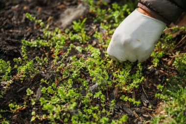 Eldivenli kadın bahçeye dikiliyor.