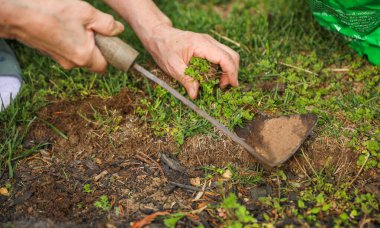 Bir adam bahçedeki bir çim için çimleri kürekle kesiyor..
