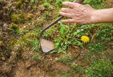 Yeşil çimlere çiçek eken bir adam. Yazın bahçeye çiçek dikmek.