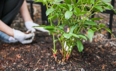 Bahçeye çiçek eken bir kadın. Eldivenli kadın bahçıvan elinde bir çiçek tutuyor.