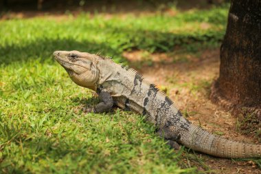 Hayvanat bahçesindeki kertenkele
