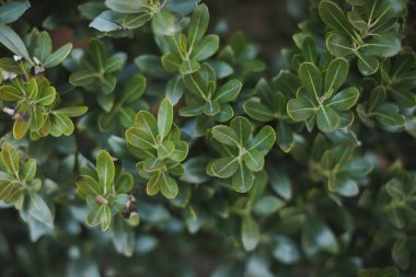 Bahçedeki yeşil yaprakları kapat.