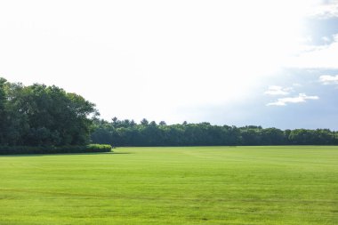 Güneşli bir günde yeşil tarla ve mavi gökyüzü
