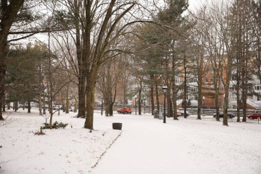 Kar - kışın parktaki ağaçlar.