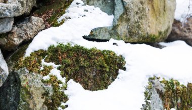 güzel manzara kış orman