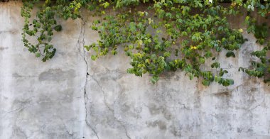 Beton duvar zemin üzerine yeşil sarmaşık