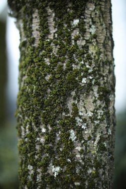 Yakın çekim - ağaç kabuğunda yosun görüntüsü.
