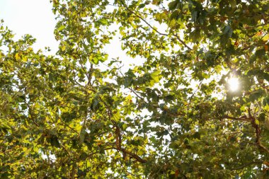 Ormanın güzel manzarası