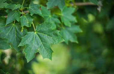 Yeşil yaprakları kapat