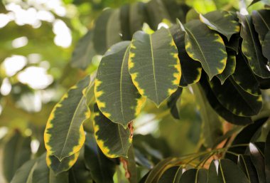 Yeşil tropikal yapraklar arka plan