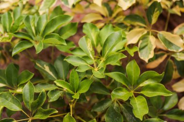 Sonbaharda bir çalılığın yaprakları