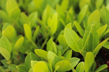 yeşil yaprakları arka plan görünümünü kapat