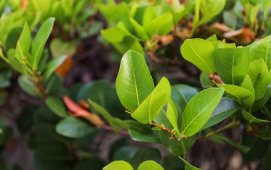 Bahçede yeşil yaprak Bulanık doğa arka planı