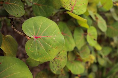 Ormanda yeşil yapraklar