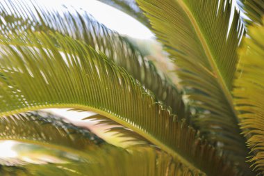 Bahçede yeşil yapraklar