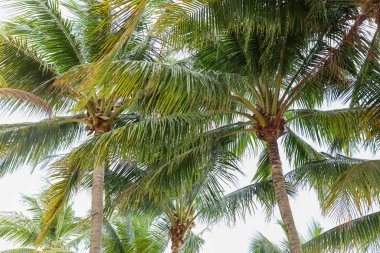 Hindistan cevizi palmiyesi arka planda güzel gökyüzü