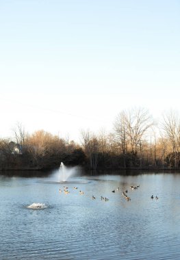 Gölde bir kuş sürüsü