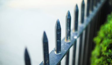 Ahşap çitte yeşil yosun