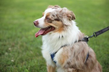 kenar kömür ocağı köpek portre