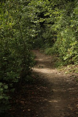 Ormandaki orman yolu.