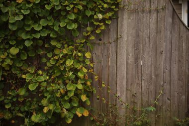 Ormanda yeşil yapraklar