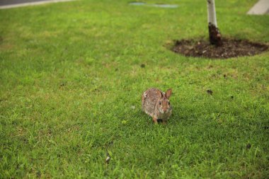 Çimenlikteki tavşan