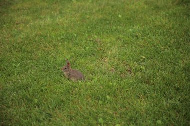 Yeşil çimenlikte küçük bir tavşan