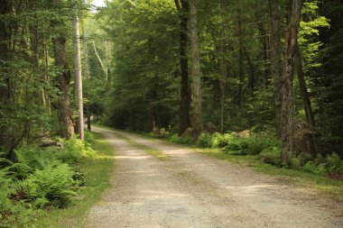 Yazın ormanın ortasında yeşil bir ormandan geçen kır yolu.