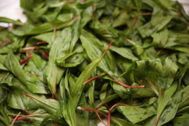 Beyaz arkaplanda taze ıspanak yaprakları