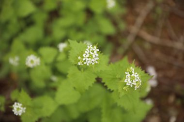 Bahçede beyaz çiçekler