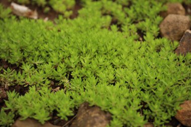 Bahçede büyüyen yeşil çimenler