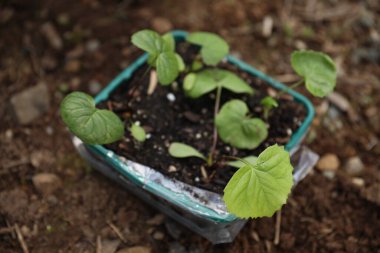 Bahçedeki genç bitki