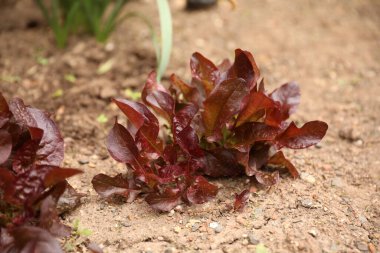Bahçede taze organik kırmızı pancar