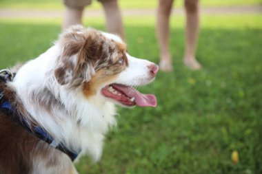 Otların arasındaki köpek