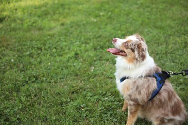 Güzel bir köpeğin portresi.