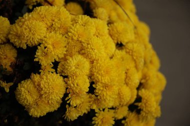 Bahçedeki güzel sonbahar kasımpatı çiçeklerinin yakın görüntüsü