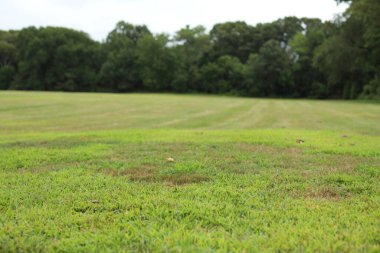 Mavi gökyüzü ile yeşil alan