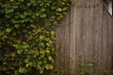 Gündüz arkaplanda yeşil yaprakların dikey görüntüsü