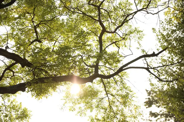 Mavi gökyüzü yemyeşil ağaçlar