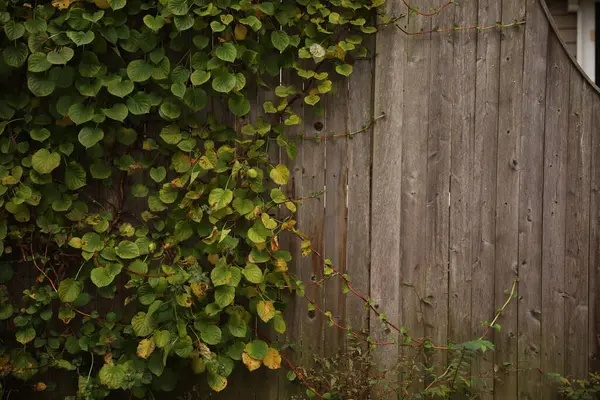 Gündüz arkaplanda yeşil yaprakların dikey görüntüsü