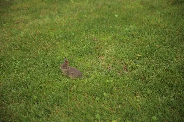 Yazın yeşil çimlerin üzerinde gri sincap