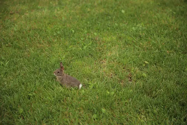 Bahçedeki çimenlikteki tavşan