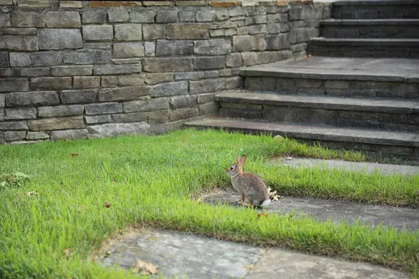 Tavşan çimenlerde yürüyor