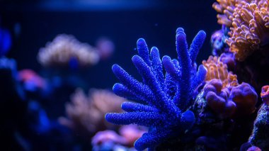 Balık yosunlarının güzel sualtı dünyası